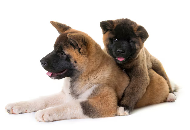 Akita Puppy For Sale