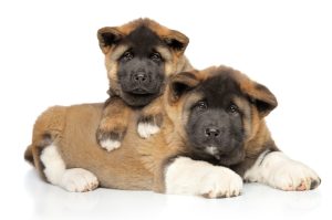 Akita Puppies for Sale