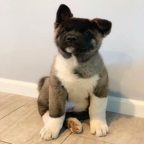 Akita for Sale