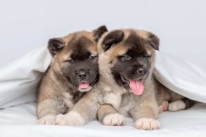 Akita Puppies for Sale