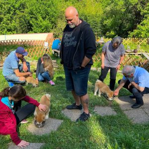 Akita Puppies for Sale