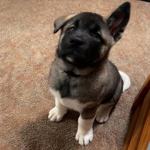 Akita Puppies for Sale