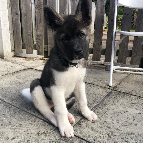 Akita Puppies for Sale