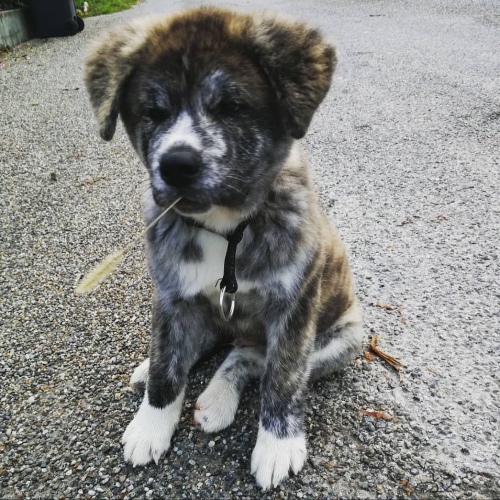 Akita Puppies for Sale