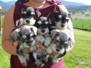 miniature schnauzer for sale