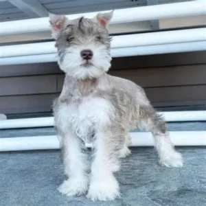 miniature schnauzer breeders
