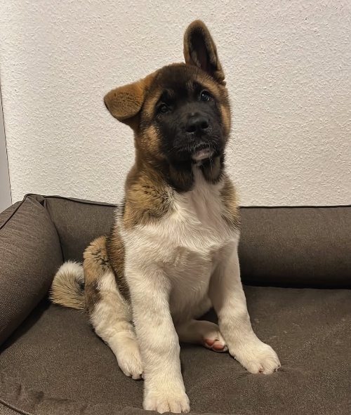 Akita Puppies for Sale