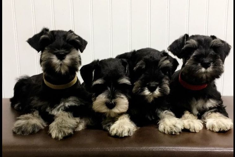 Miniature Schnauzer Puppy For Sale