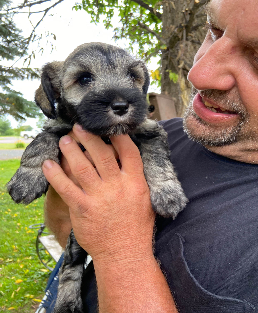 Miniature Schnauzer Puppies