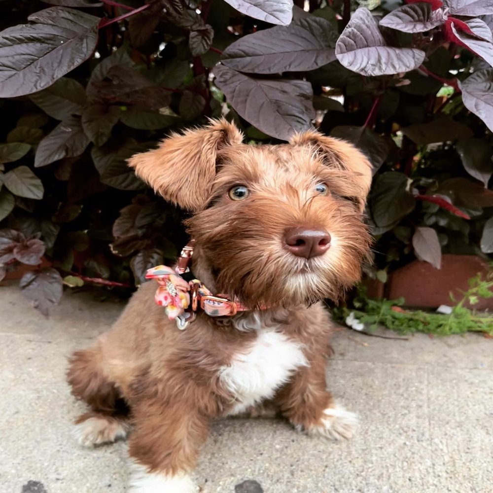 Miniature Schnauzer Puppies for Sale