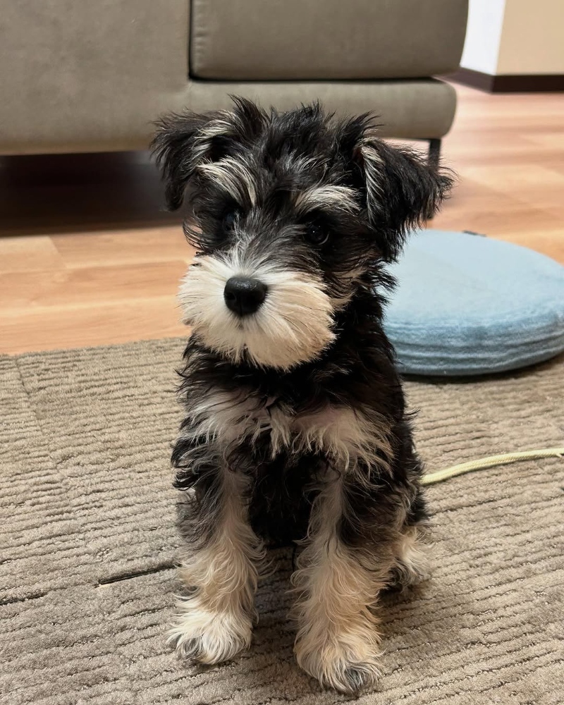 miniature schnauzer breeders