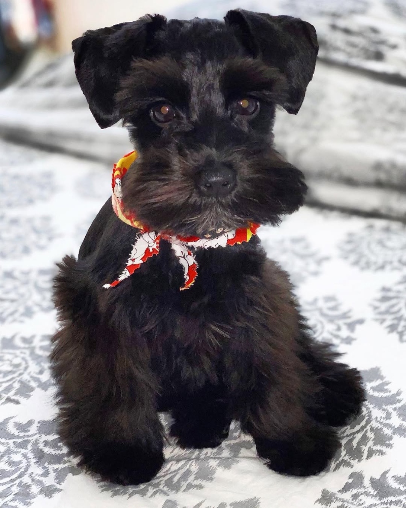 miniature schnauzer breeders