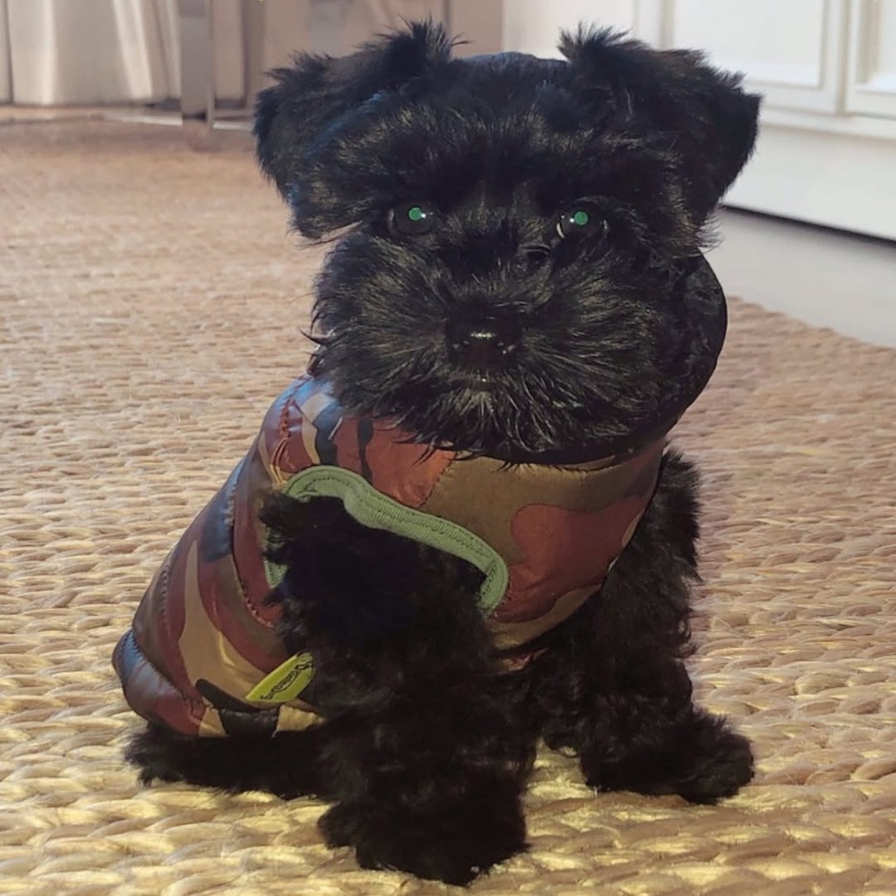 Miniature schnauzer puppies for sale