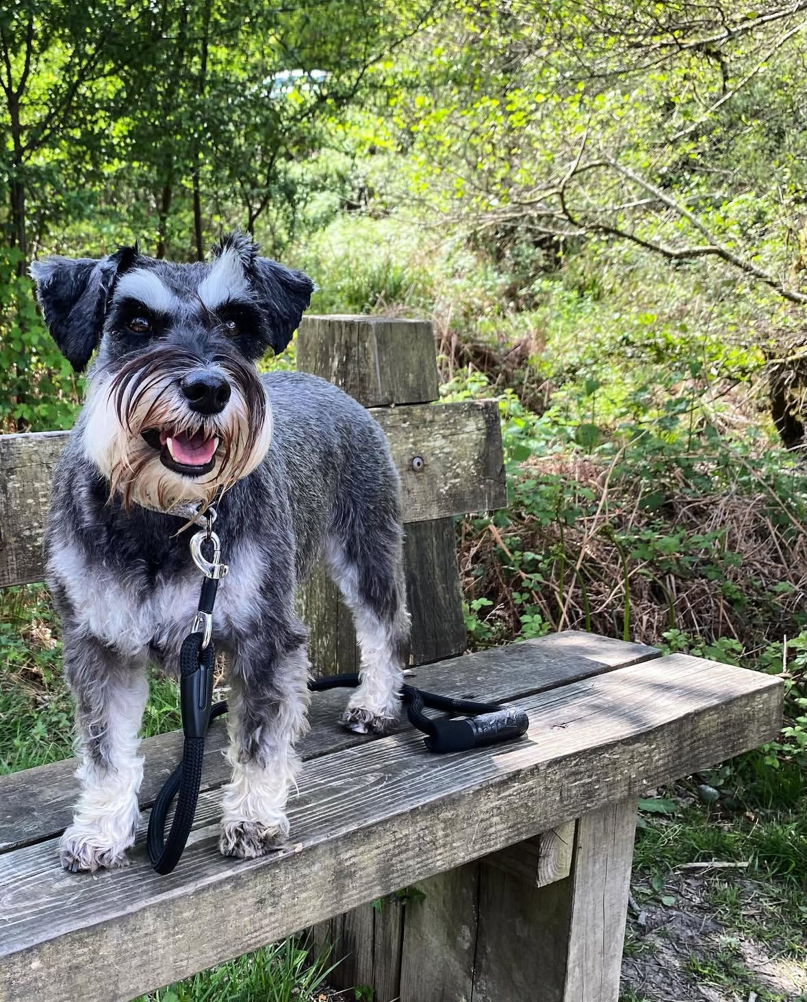 Miniature Schnauzer Puppies
