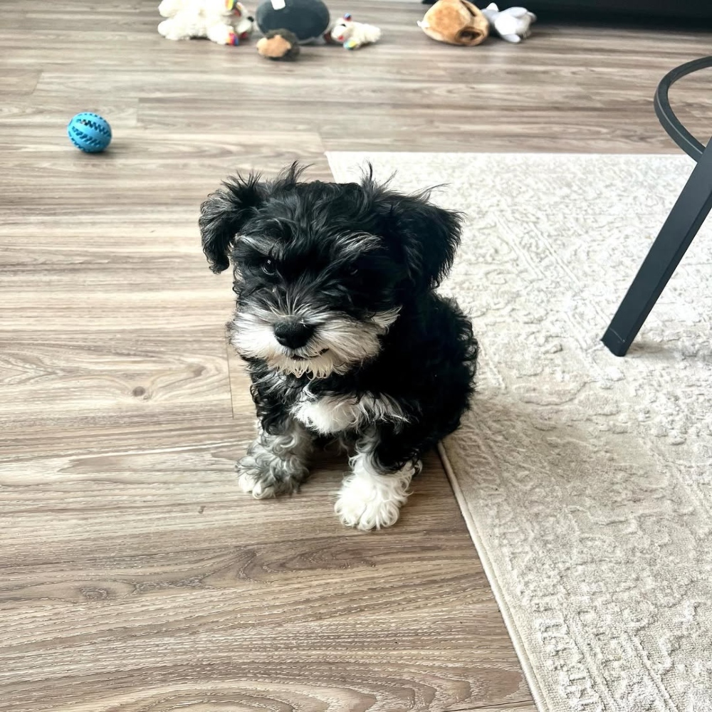 Miniature schnauzer puppies for sale
