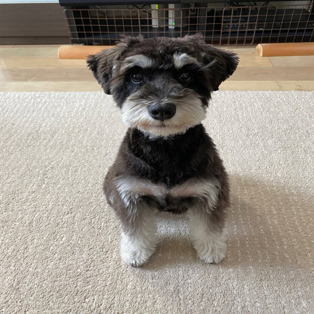Toy Schnauzer puppy for sale 