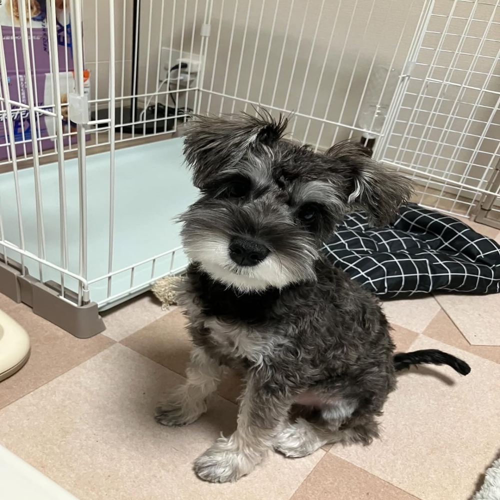 Miniature schnauzer puppies for sale