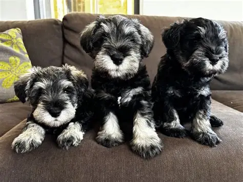 miniature schnauzer puppies for sale