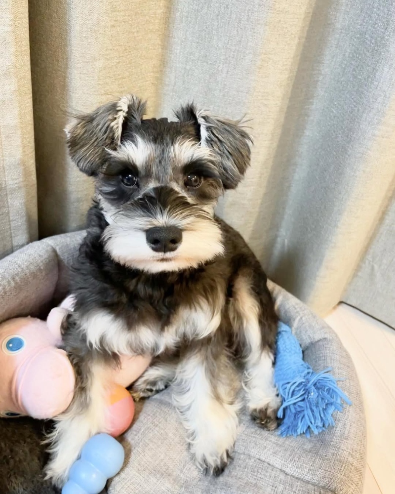 miniature schnauzer breeders