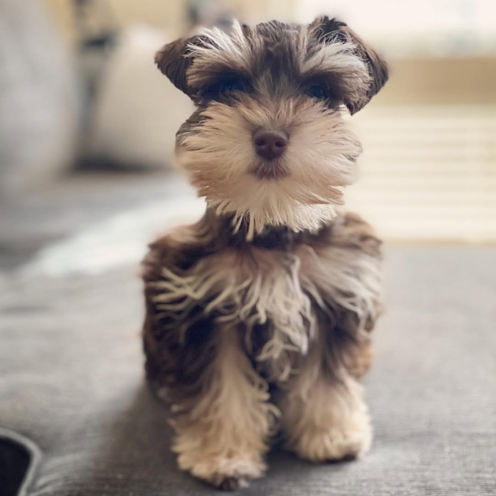 Miniature schnauzer puppies for sale