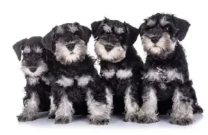 mini schnauzer puppies for sale
