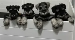 Miniature Schnauzer Puppies