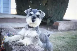 Miniature Schnauzer for Sale