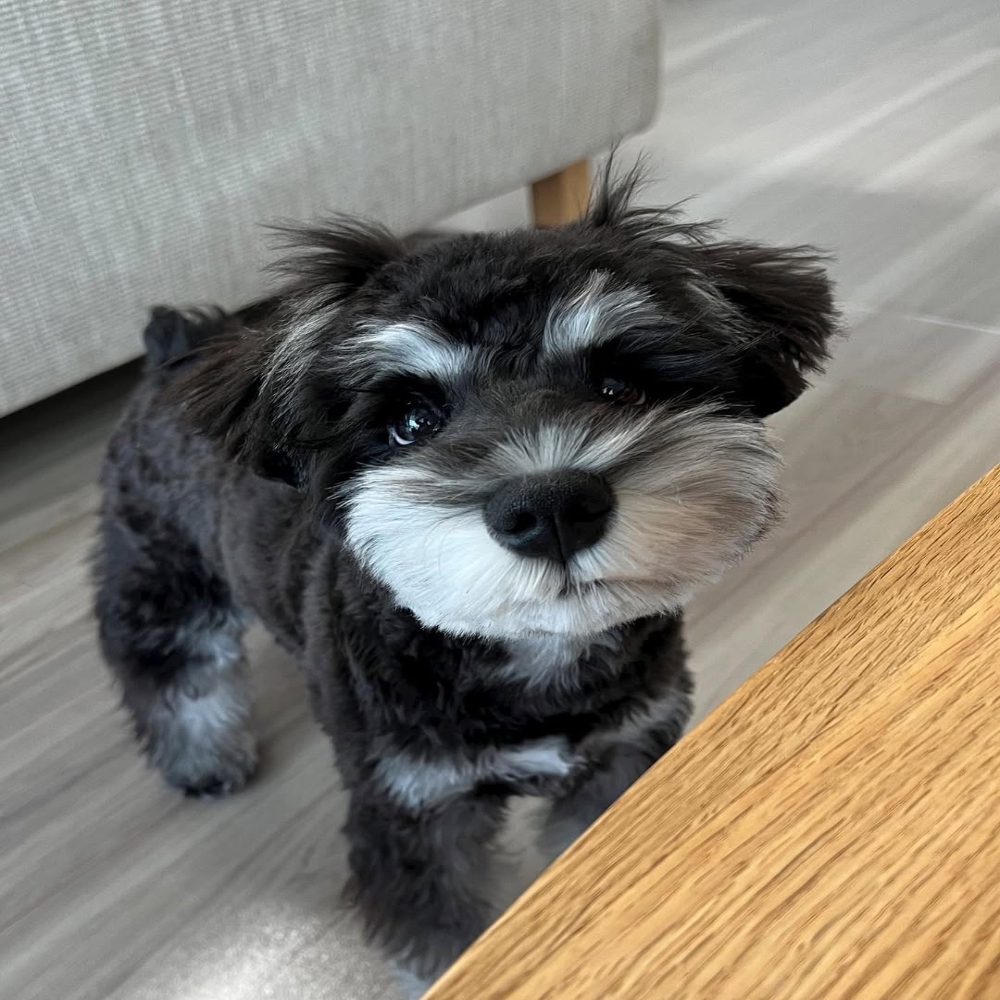 Miniature schnauzer puppies for sale