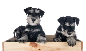 miniature schnauzer puppies for sale