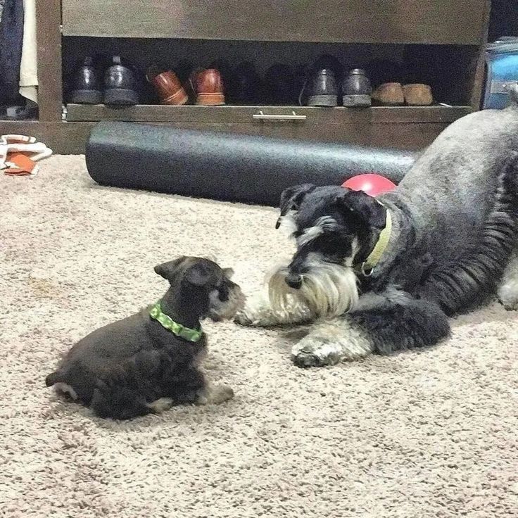 Miniature Schnauzer Puppies