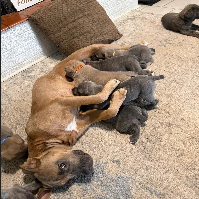 Cane Corso puppies for Sale
