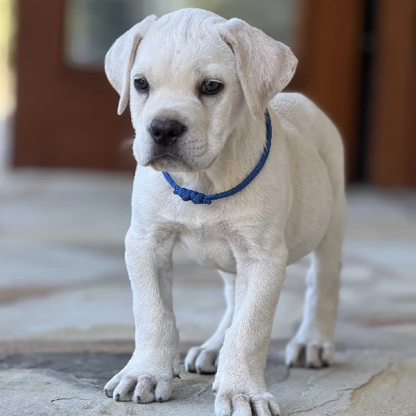 light white Cane Corso puppies for adoption display