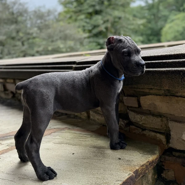 • charcoal blue Cane Corso puppies for adoption display