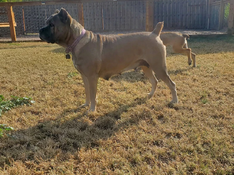 health tested Cane corso companion dam portrait