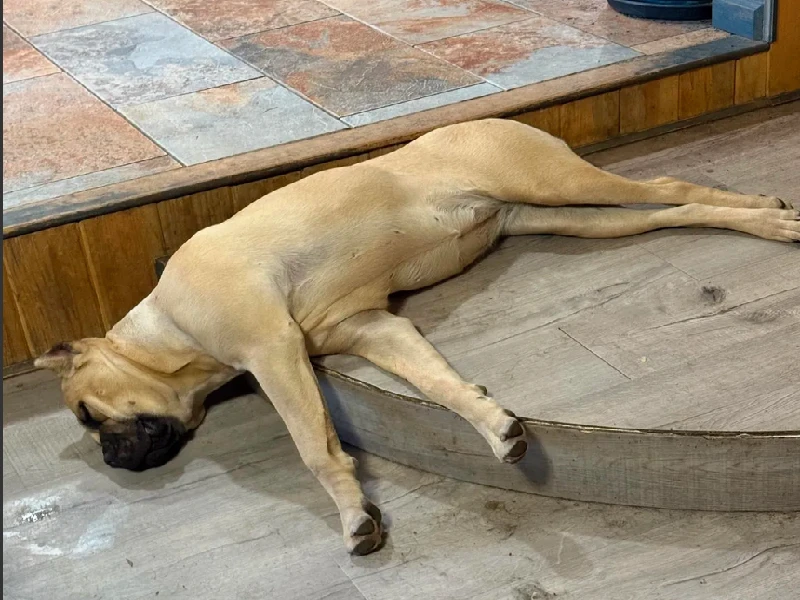 health tested Cane corso foundation dam profile