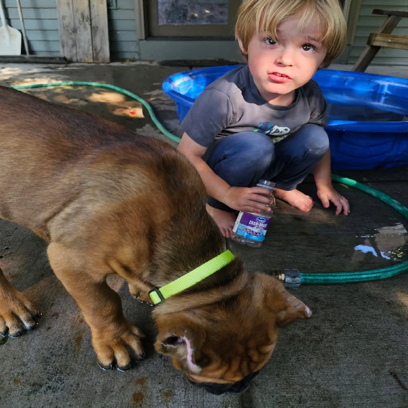 health tested Cane corso breed