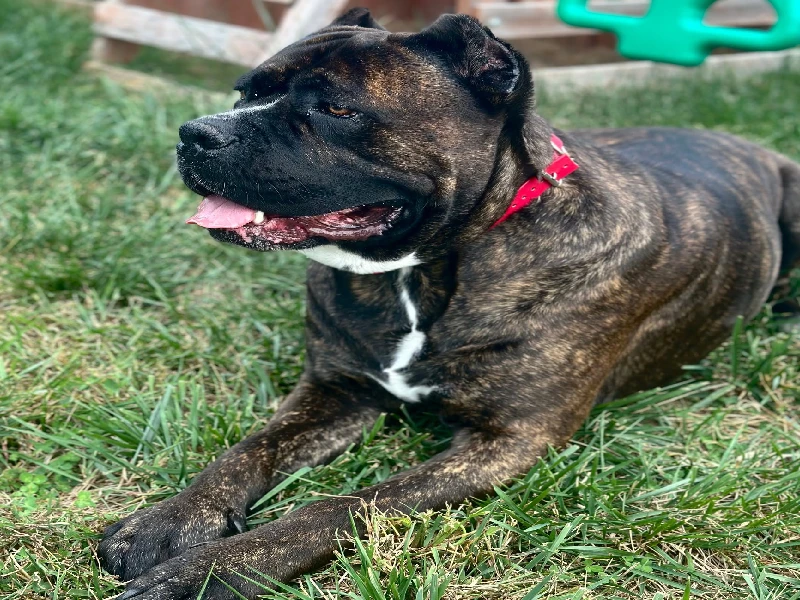 health tested Cane corso foundation sire portrait