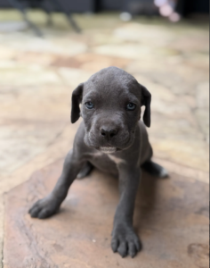 cane-corso-adoption
