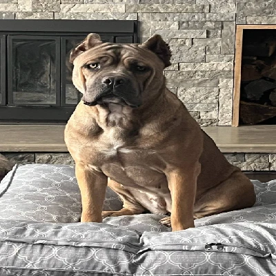 health tested Cane corso breed preservation heritage