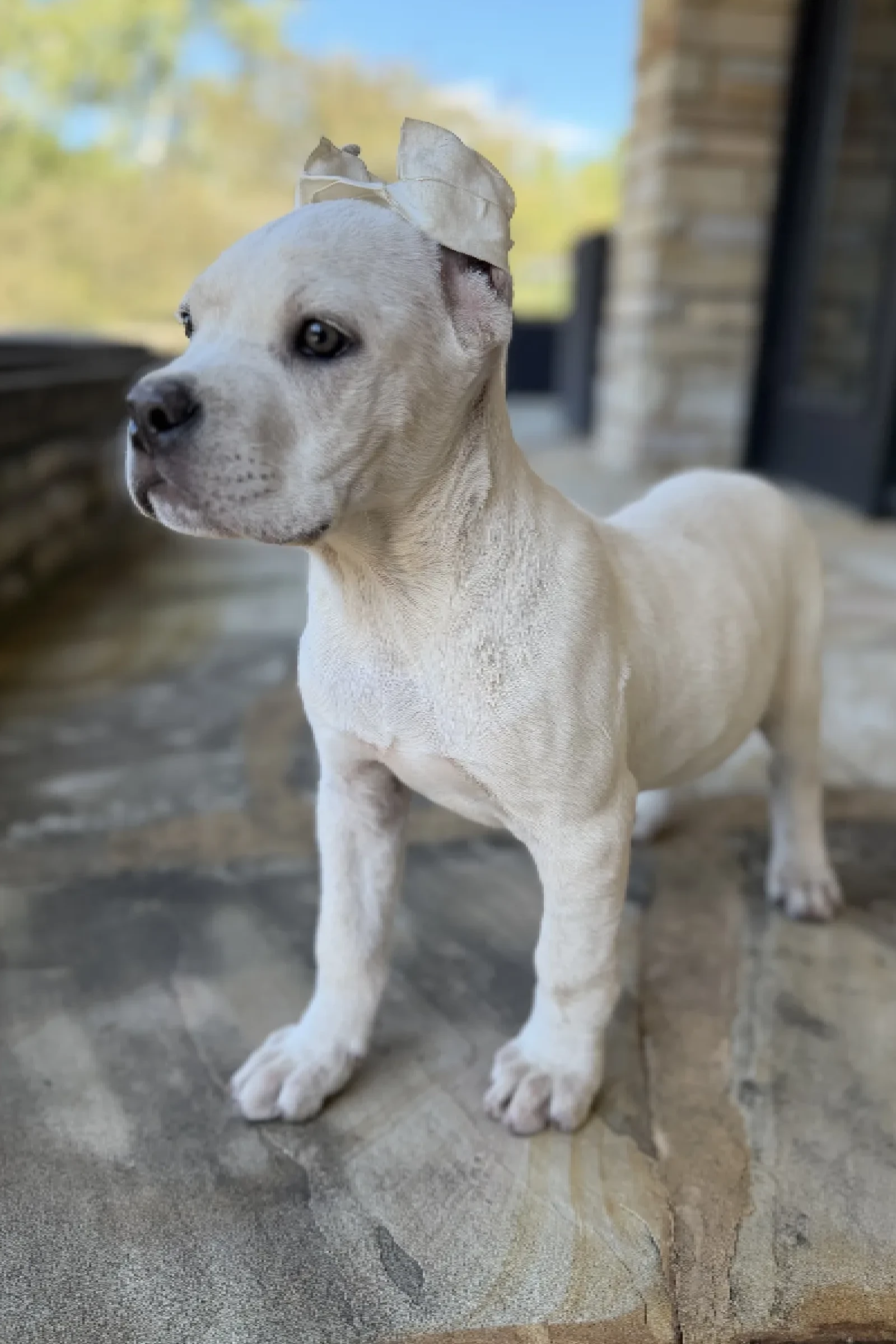 Health-Tested Cane Corso Puppies
