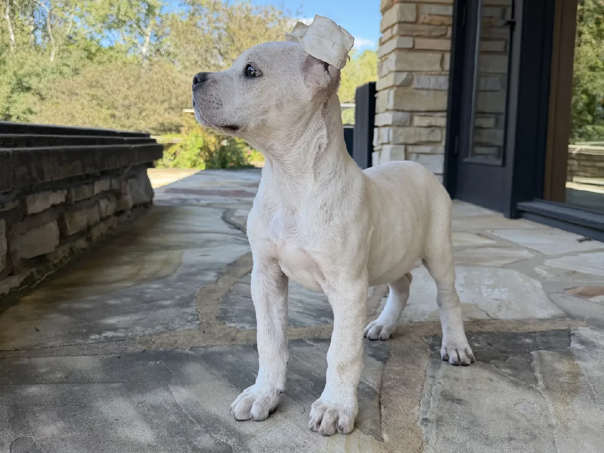 Annie New 1 Cane Corso puppy preservation