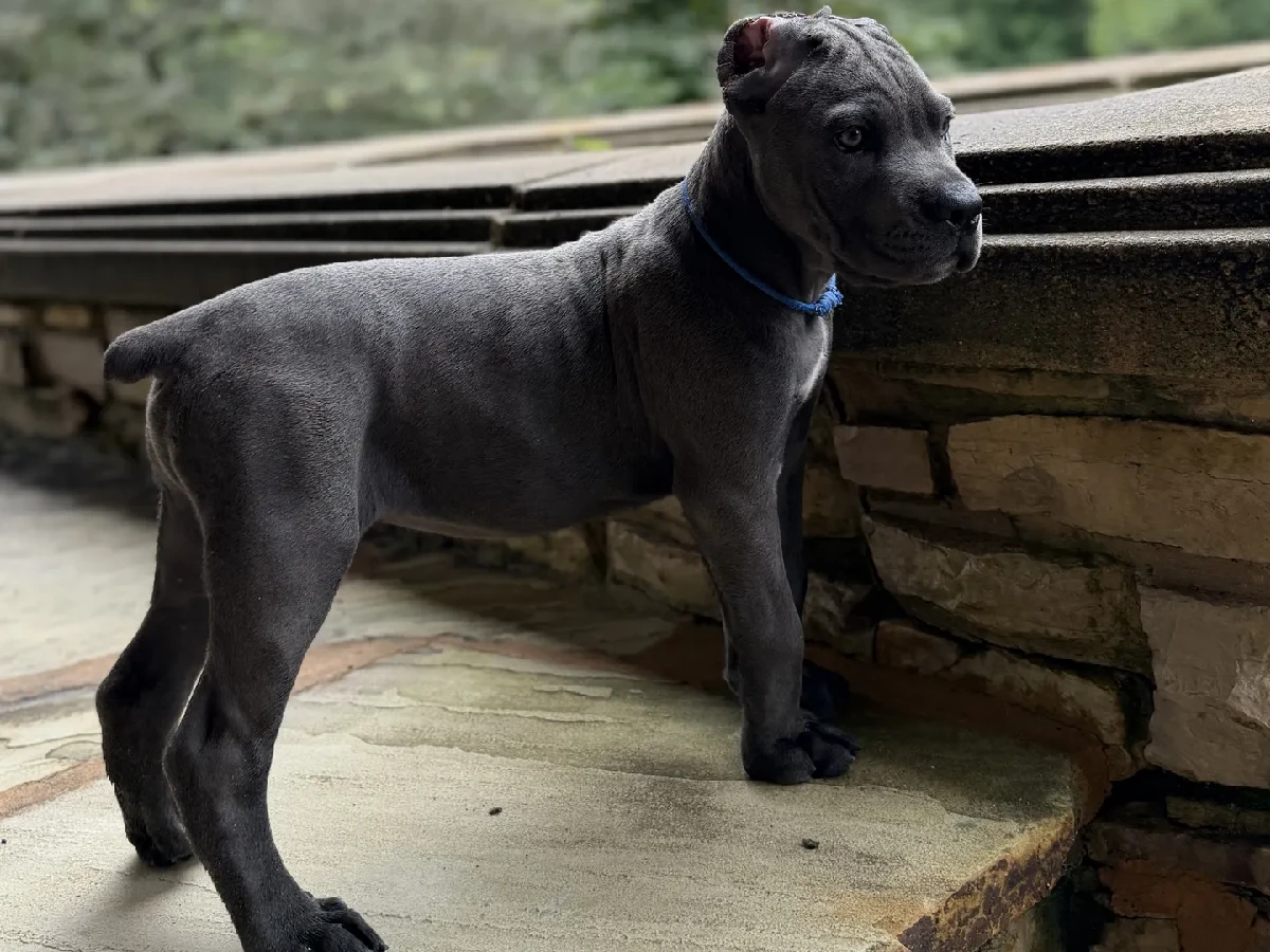 Ben New Portrait Cane Corso puppy preservation