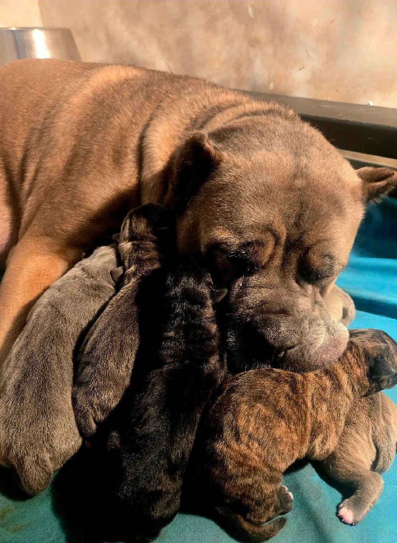 Cane Corso puppy preservation