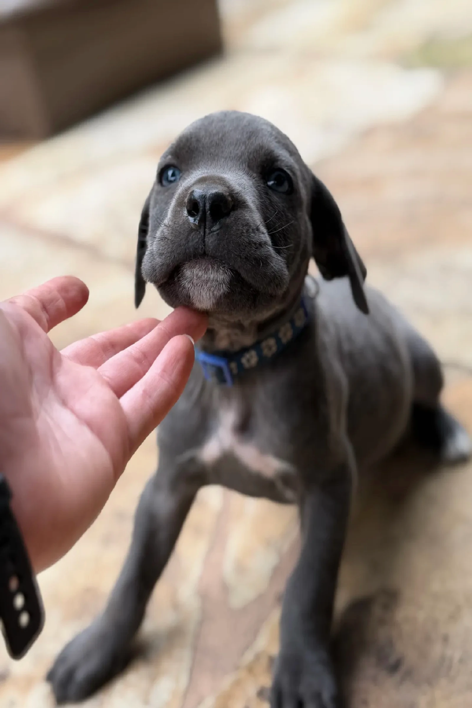 Header picture Cane Corso preservation Cane Corso puppy preservation