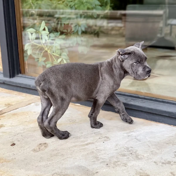 grey Cane Corso puppies for adoption display