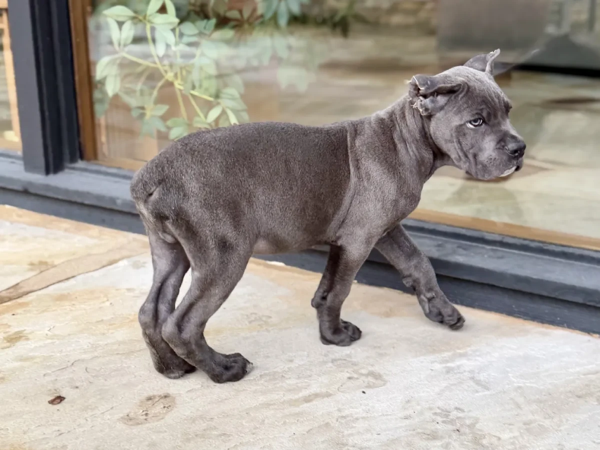 Lance New1 Cane Corso puppy preservation