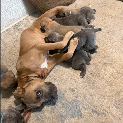 Cane Corso puppy preservation