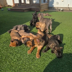 Cane Corso breeder USA