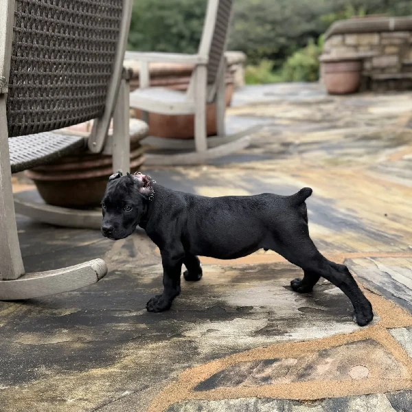 Cane Corso puppies for adoption display