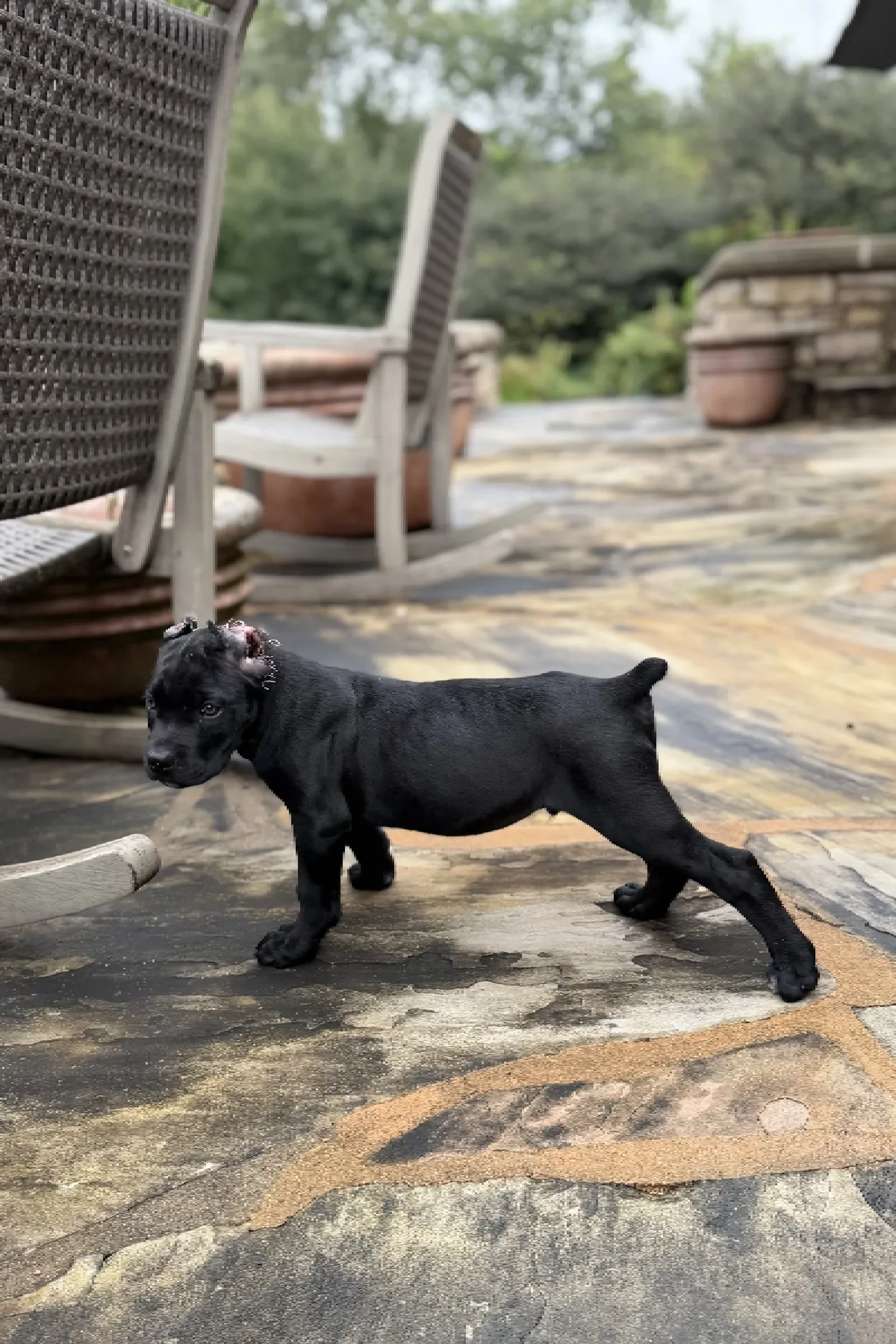 Health-Tested Cane Corso Puppies